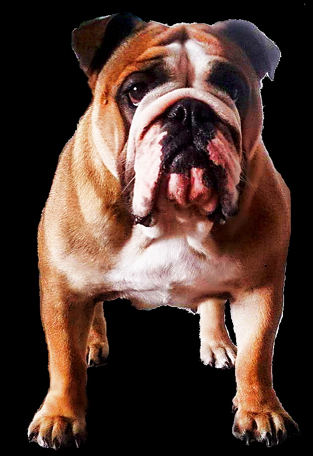 Horse Gard Bulldog Jema